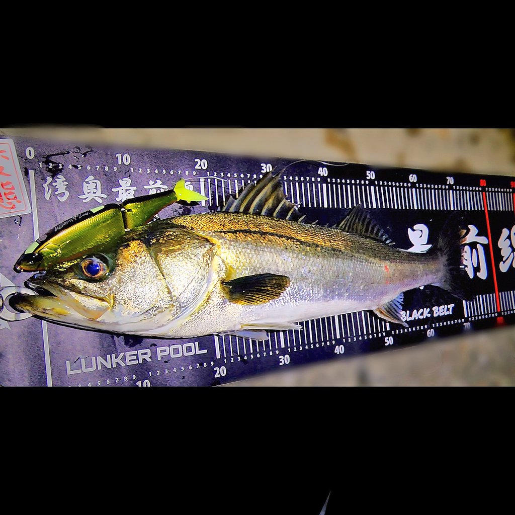 hentai_fishing's tweet photo. Stay Gold!!💥

#湾奥最前線 #lunkerpool  #DRT #クラッシュ9 #klash9 #k9 #villagedoor #tokyogold #東京ゴールド https://t.co/PfcEYMAR47