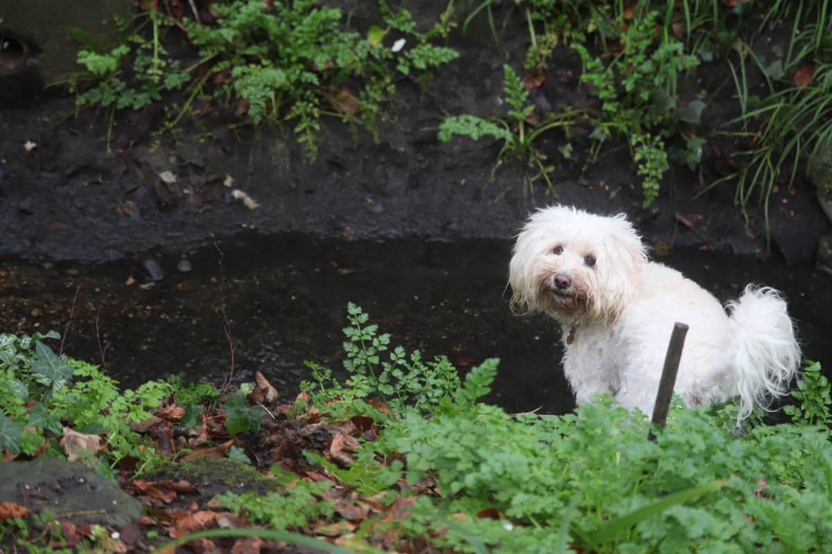 PumpkinMoonBear's tweet photo. Prepare for Mud!
                           🐾

#Dogs #dogsoftwitter #dogslife #Woof #Dog #DogsAreFamily https://t.co/UdlEh5SBBg