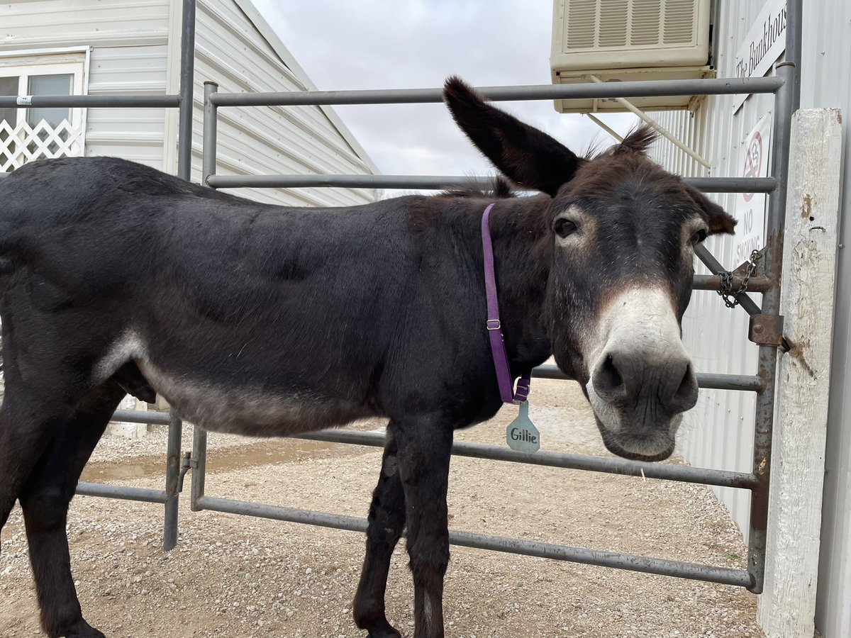 LonghopesDonkey's tweet photo. Happy Sunday from Gillie 😍 https://t.co/etoS6S5wTM