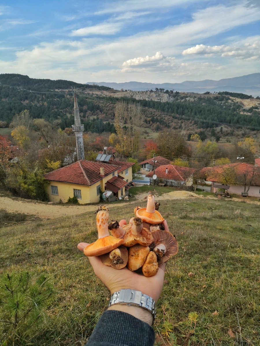 zfrltrk's tweet photo. 🍄 https://t.co/JmMVlKWKX9