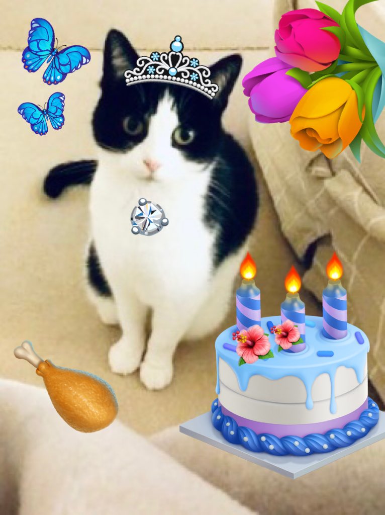 PlanetJCG's tweet photo. Happy #HappyBirthdayBooboo Inviting all #furfriends to join you & pawTy ~ on your special Day ! Mum will make more 🍗 chicken for All #CatsOfTwitter & #kittensoftwitter ~ https://t.co/g6XfnKaFs1