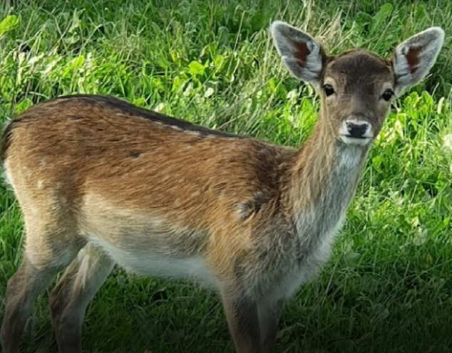 [#DIMANCHE]: fin de notre 1ère saison ce soir...😔
Une dernière petite visite avant la "reprise" ? 
ludogaia.fr
#sortie #famille #nature #AuvergneRhôneAlpes #Isère #Lyon #BalconsduDauphiné
