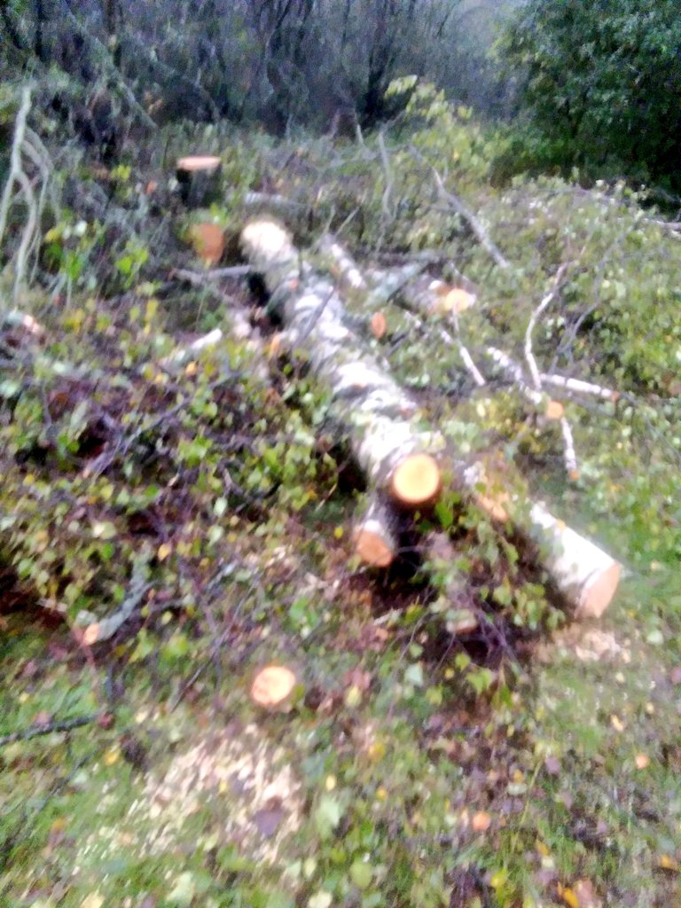 Birch cut down on Bentley Priory. So much for the £48K @harrow_council and the @HarrowNCF got for rewilding. No evidence of that yet. 
@rewildlondon @MissingTreesUK @MayorofLondon