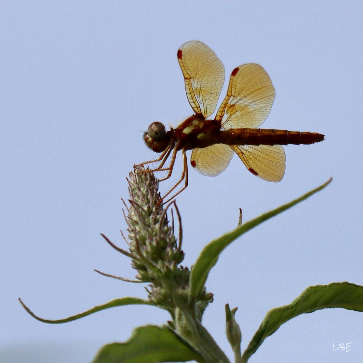 “Oh soul, you worry too much. You have seen your own strength. You have seen your own beauty. You have seen your golden wings…” -Rumi

#Dragonfly #Skimmer #Odonata #Libellulidae #DragonflyPhotography #CanonUSA #NaturePhotography