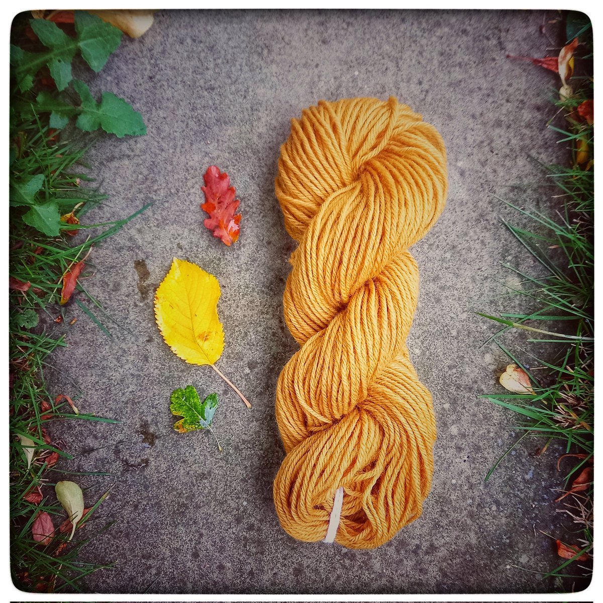 Distiling Autumn continues apace - this is the wool dyed from fallen leaves gathered up from the mossy garden lawn - Cherry, Hawthorn &amp; Oak leaves offered up this fiery deep mustard yellow shade! 🍂