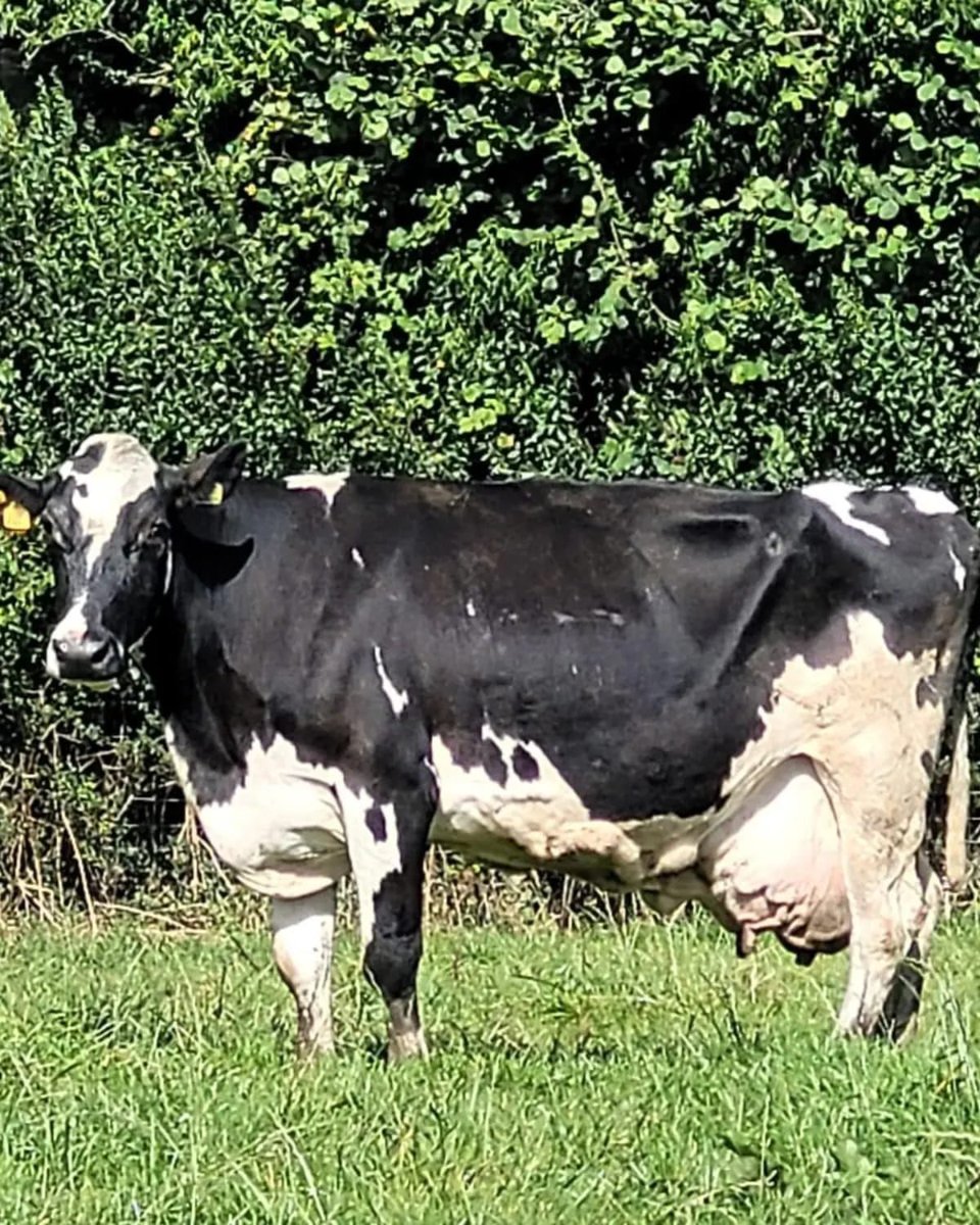 Dunaird Holsteins tweet media