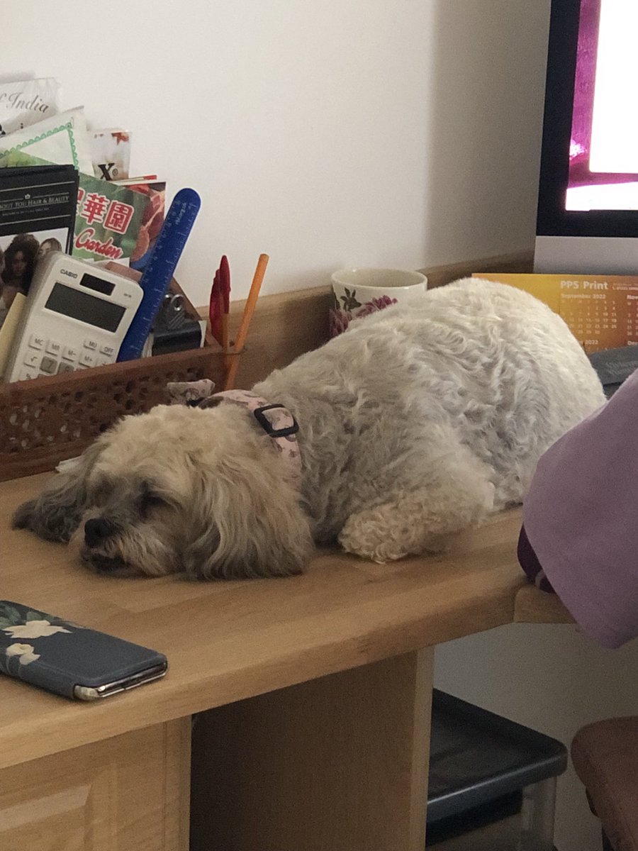 markp8888's tweet photo. Someoneβs comfortable ππ€¦ββοΈ fast asleep on mums desk in the office ππ #Elliemay https://t.co/XZ0fgyL3cy
