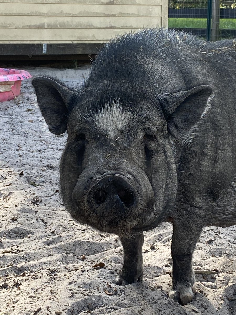 _pigs4ever's tweet photo. Sunday snout greetings from Miss Cindy. ๐ฝโค๏ธ
#snoutsunday #pigs4ever #rescuepig #pigsaspets #piglife https://t.co/pqNawVNcgz