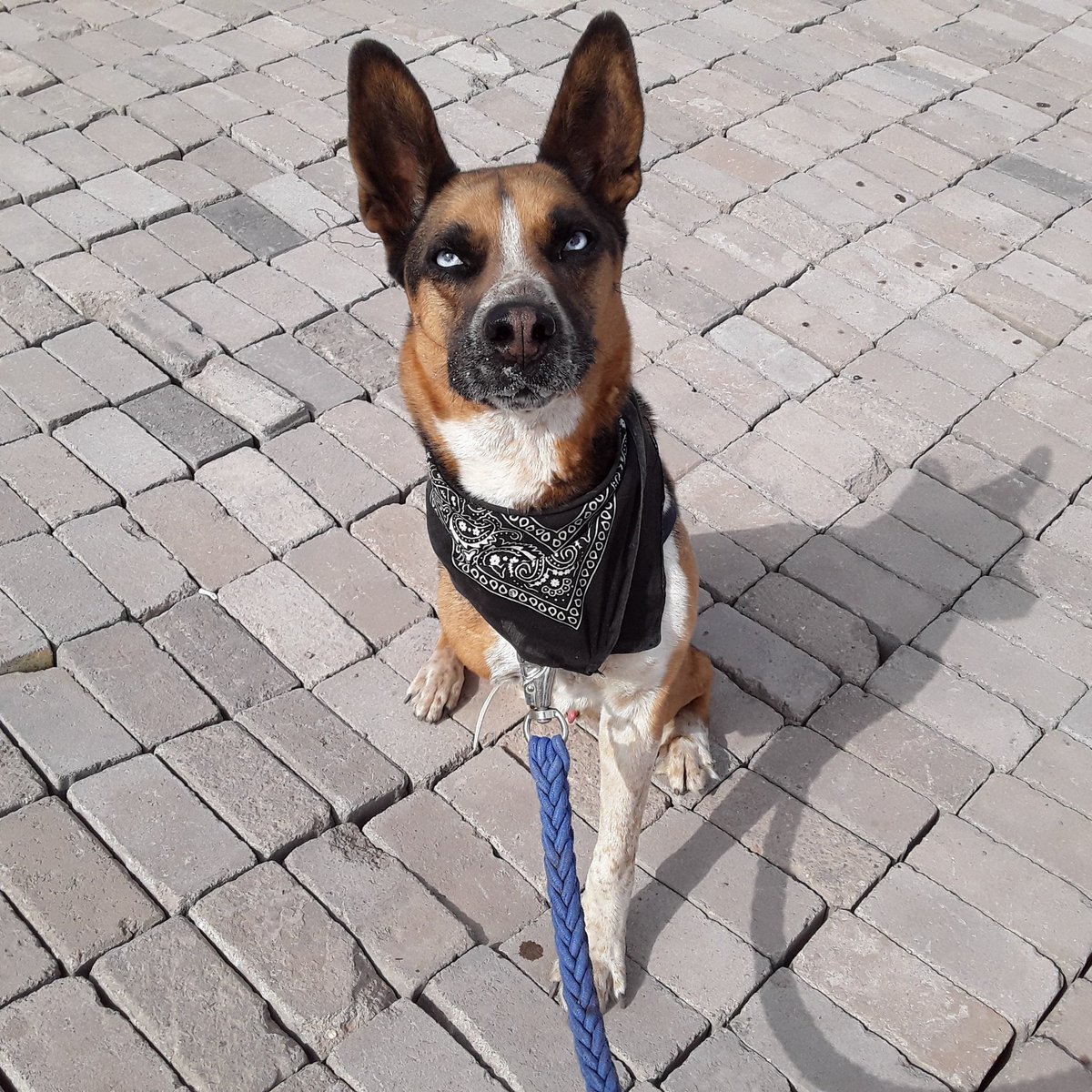 tom_ratm_237's tweet photo. Buen muchacho 🐶
Lemmy
#Perritos #perrosrescatados #perrosadoptados #adoptaNoCompres #TenenciaResponsable #Amputee #Tripoddogs #Tripawds https://t.co/Q63henGLdA