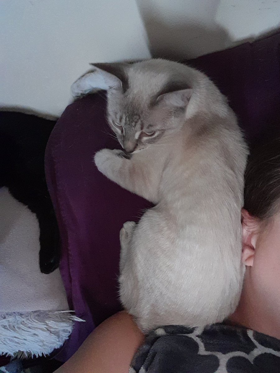 FeyMoonlight's tweet photo. Freya absolutely loves her big Sister Hela. They are inseparable about 99% of the time the other 1% is one of them sleeping somewhere else in the apt, are play fighting cause Freya started it but Hela finishes it or they are just playing until one gives up and goes pass out 😂🤣 https://t.co/jMA55XLeF4