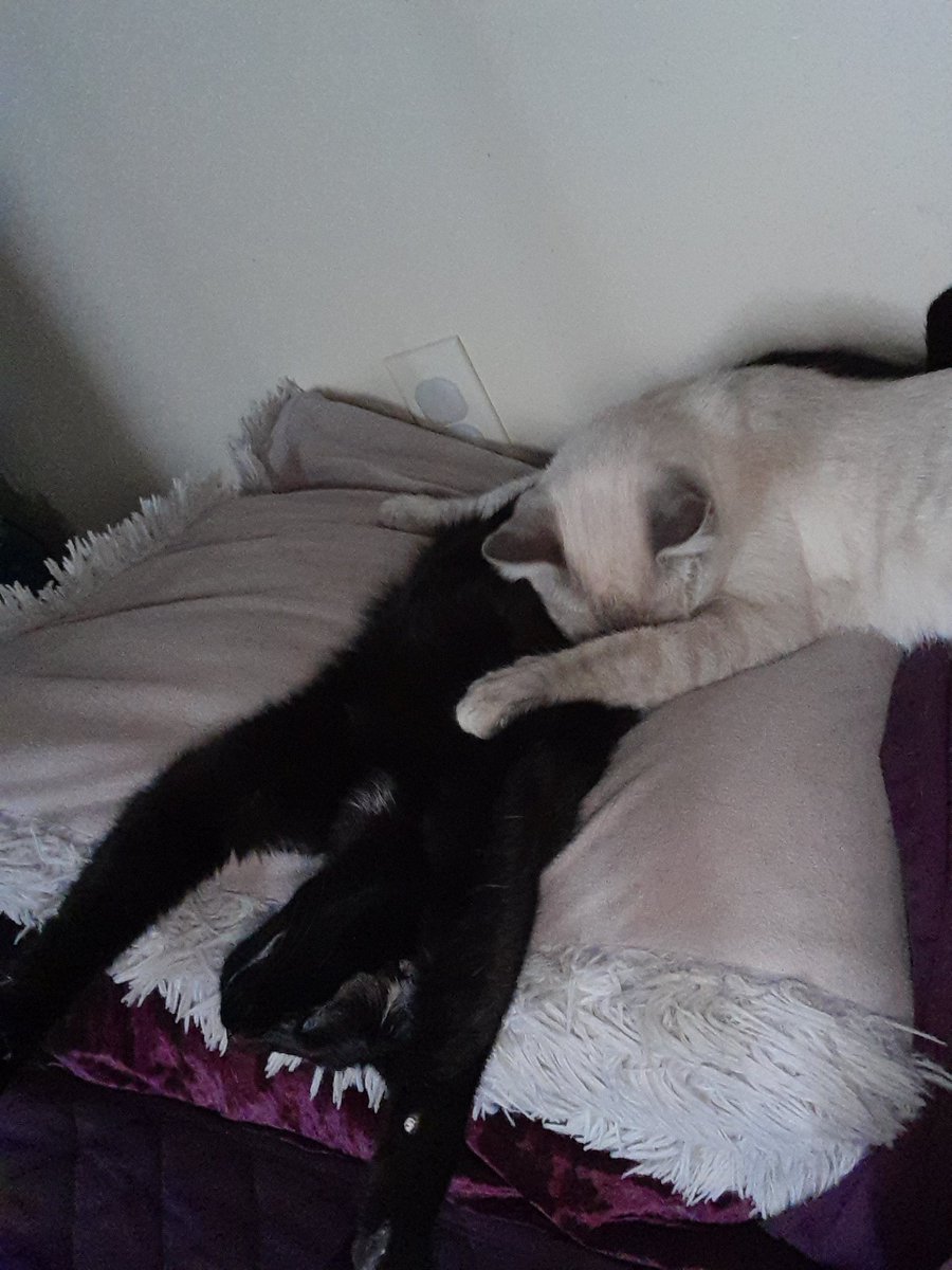FeyMoonlight's tweet photo. Freya absolutely loves her big Sister Hela. They are inseparable about 99% of the time the other 1% is one of them sleeping somewhere else in the apt, are play fighting cause Freya started it but Hela finishes it or they are just playing until one gives up and goes pass out 😂🤣 https://t.co/jMA55XLeF4
