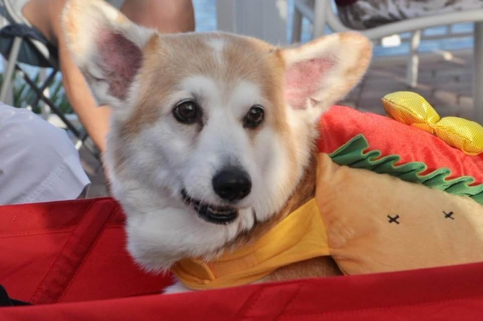 This one was taken at the community’s Canine Halloween Parade by a professional photographer. She graciously sent it to me. I think she captured his very essence. And I will treasure it always!
#Corgi #CorgiCrew #dogsoftwitter