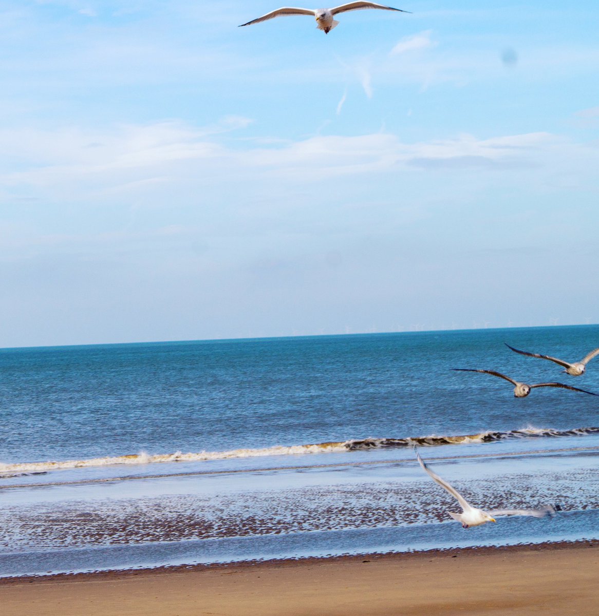 irvingphotog's tweet photo. Flying mate #beach #beachlife #beachvibes #beachday #Amazing #beautiful #beauty #Camera #birdphotography #happy #life #love #PeaceAndLove #photo #birds #photogallery #photographer #photography #picture #PictureOfTheDay #photooftheday #shapshot #throughthelens #sea #sealife #sand https://t.co/8M8YTVA1pM