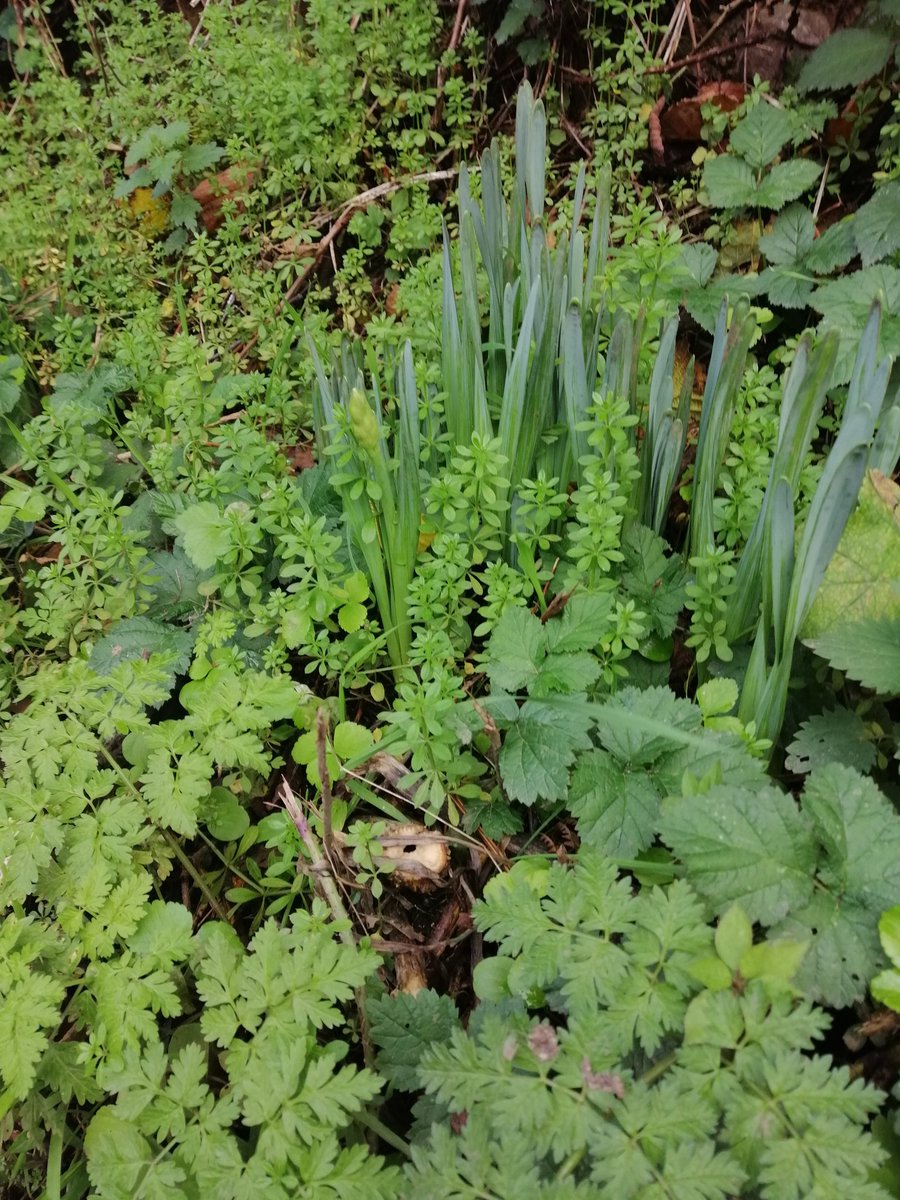 Rozdavies (@rozdavies3) on Twitter photo Brand new daffodil leaves in November.... Is that normal? I thought maybe February to April. <a href="/Stephen66422342/">Stephen Smith</a> Brand new daffodil leaves in November.... Is that normal? I thought maybe February to April. <a href="/Stephen66422342/">Stephen Smith</a>