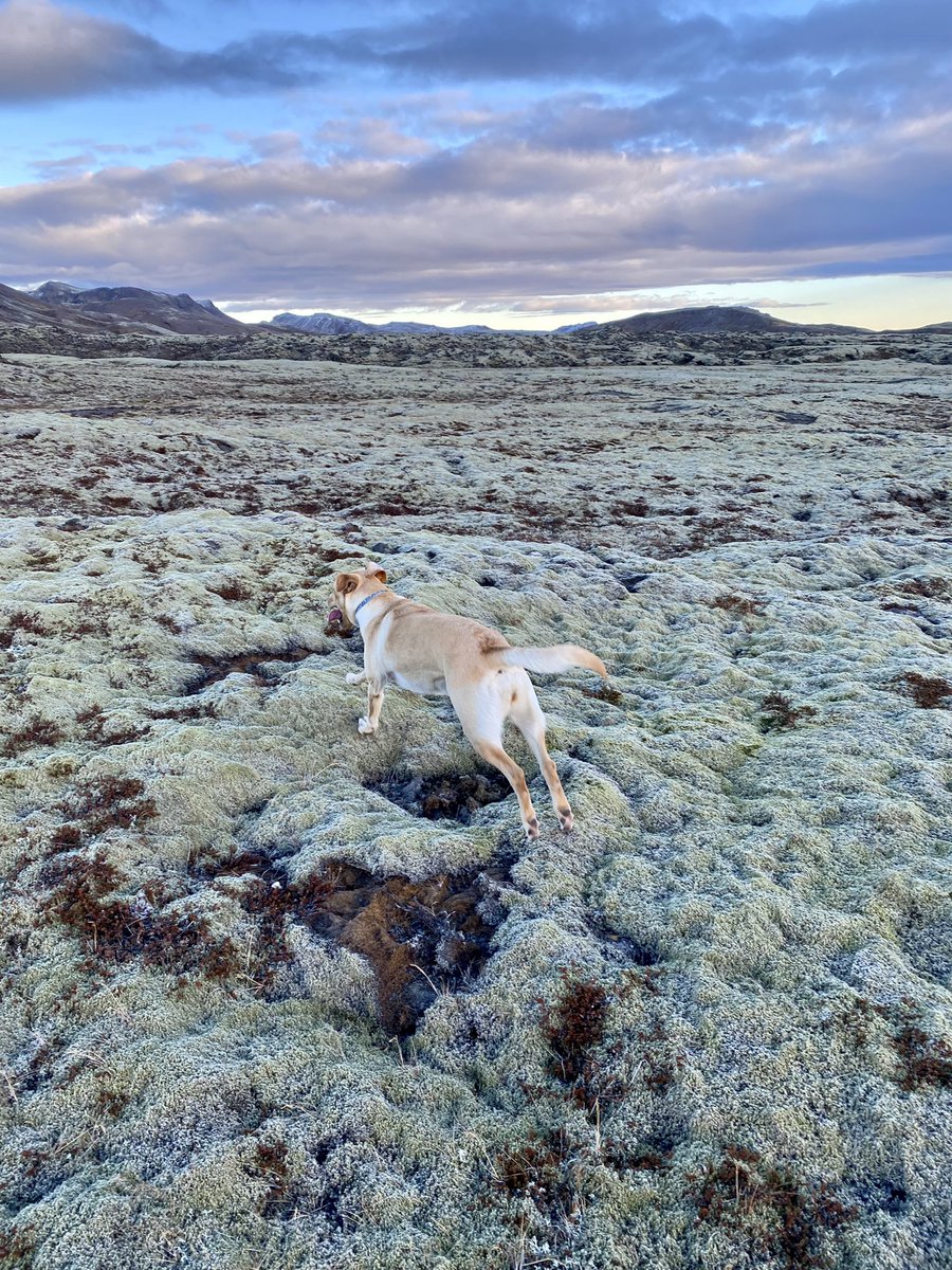 Dr Emily Lethbridge tweet media