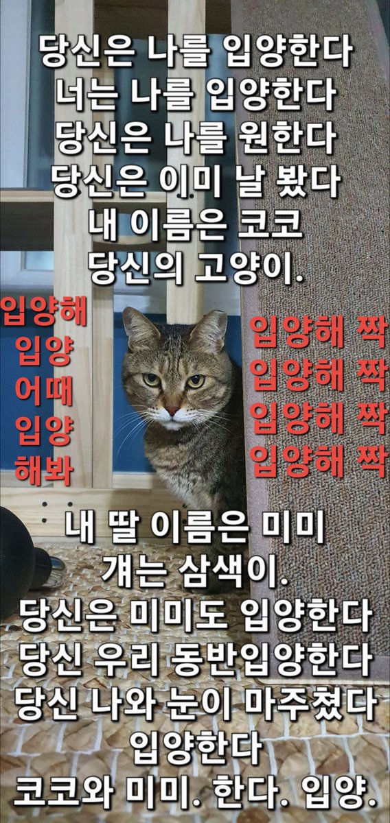 #입양홍보 #고양이입양 #코코미미 #고양이입양홍보 #동반입양 #성묘입양 #아기퓨마코코