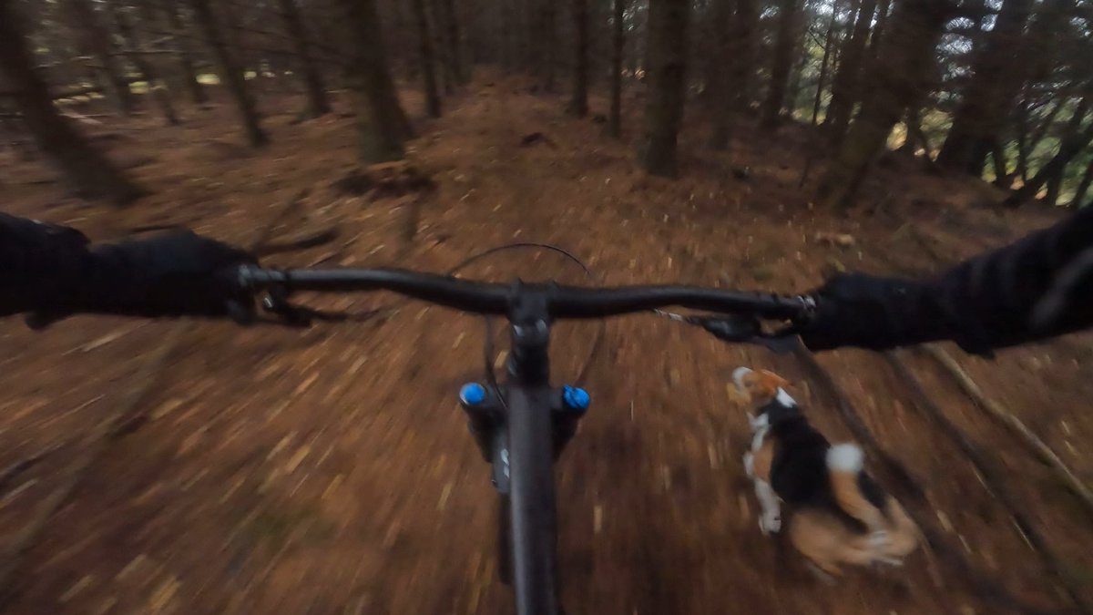 swearybiker's tweet photo. My constant riding partner. He loves it more than I do #traildogs #localtrails #absolutemtb #goatmtb #totalmtb #UKmtbchat #ludlow #mountainbike #mtb #stumpjumper #mtblife https://t.co/ryXTGTkGlP