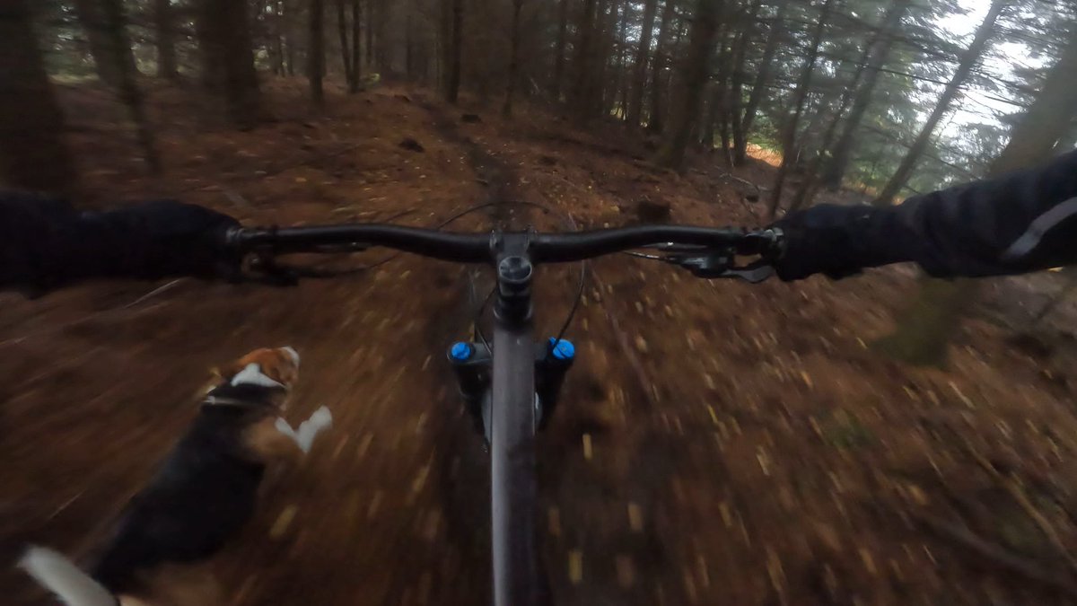 swearybiker's tweet photo. My constant riding partner. He loves it more than I do #traildogs #localtrails #absolutemtb #goatmtb #totalmtb #UKmtbchat #ludlow #mountainbike #mtb #stumpjumper #mtblife https://t.co/ryXTGTkGlP