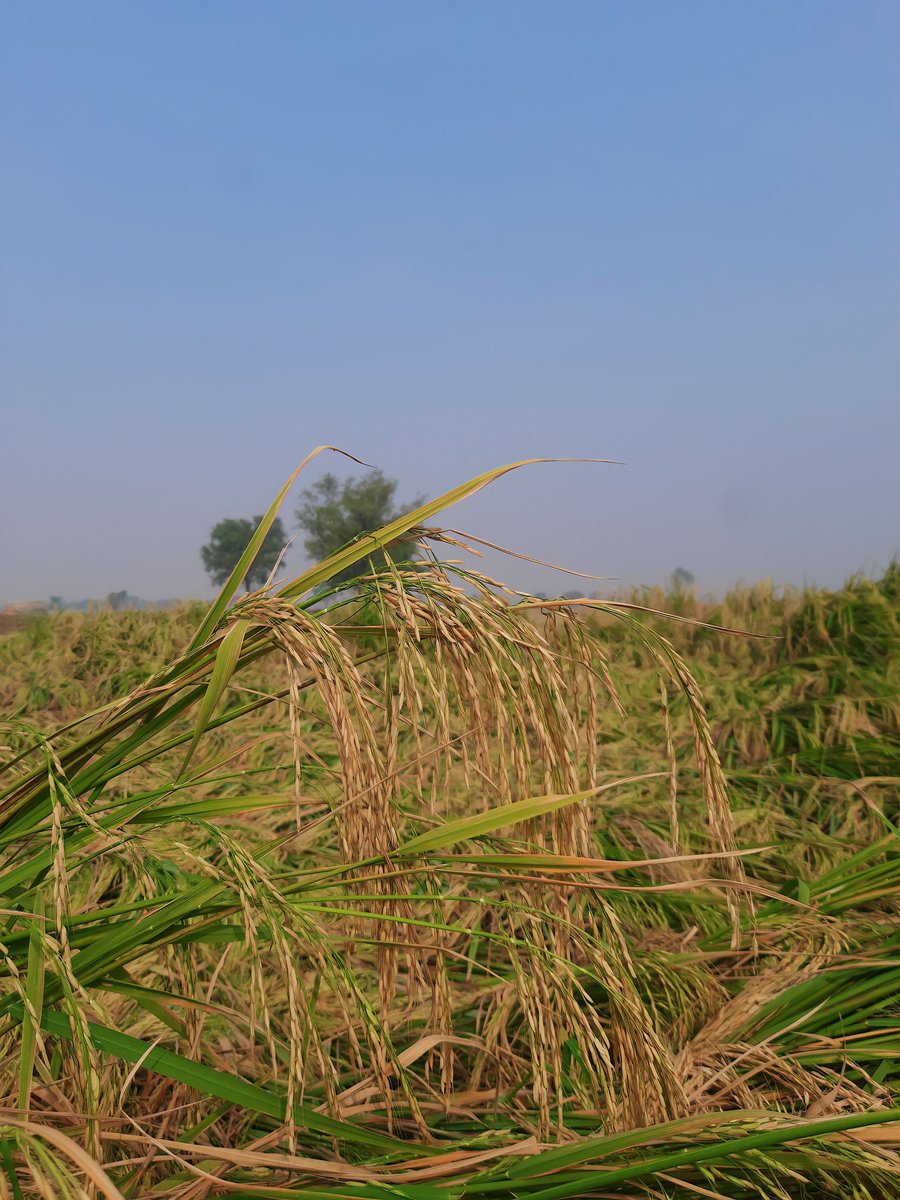 दाने दाने पर लिखा है खाने वाले का नाम।🤪
पता नहीं किसकी थाली में जायेगा दाना 🤭
#farmerlife #rice #berojgar