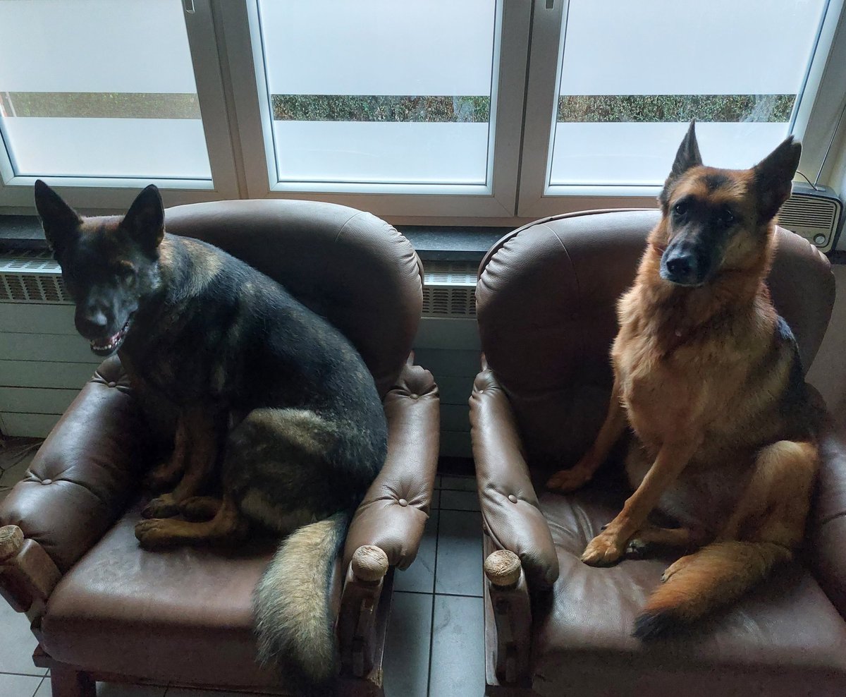 Lana Longtail and Ago tweet media