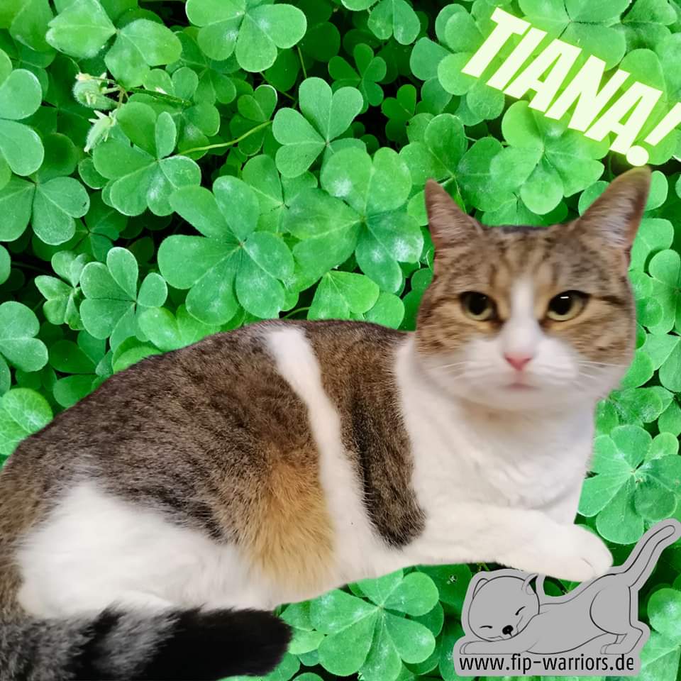 FipWarriors's tweet photo. Tiana ist eine sehr generöse Katzendame. Nicht nur mit Schmuse-Einheiten, sondern auch mit ihren neun Leben.
Minus 1 für Parvo
Minus 1 für FIP
Schatz, bitte fang mit sparen an! Hipphipphurraaaaa zum Doppelsurvivor!
#fipwarriors #fightfip #fcov #fip #fipcats https://t.co/XDHbp7ugxo