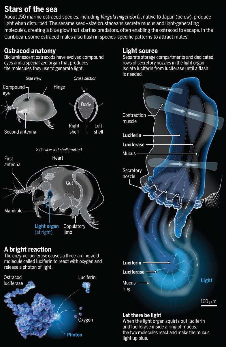ScienceMagazine's tweet photo. Tiny Caribbean crustaceans and their bioluminescent mating displays are shining new light on evolution. 

Learn more: https://t.co/kP44wix1j3 @ScienceVisuals https://t.co/RyFL0vUGwp
