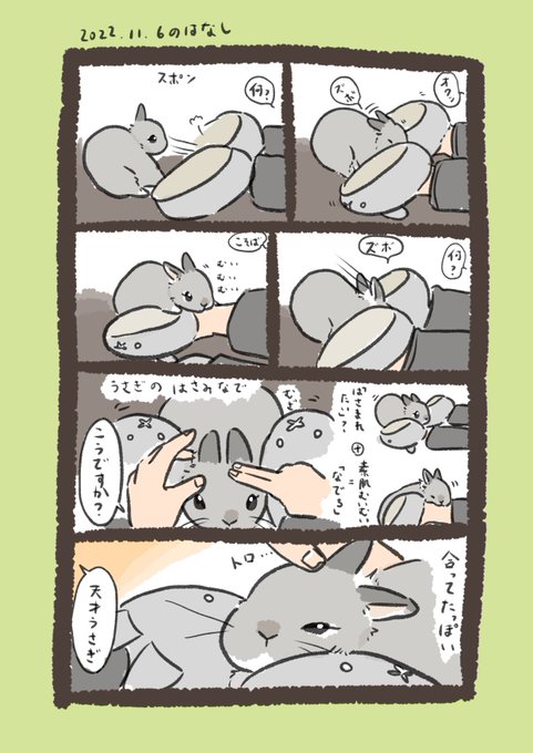 今日のrabbit…
ついに二語文をマスターしたようです✍️

#うさぎのいる生活 