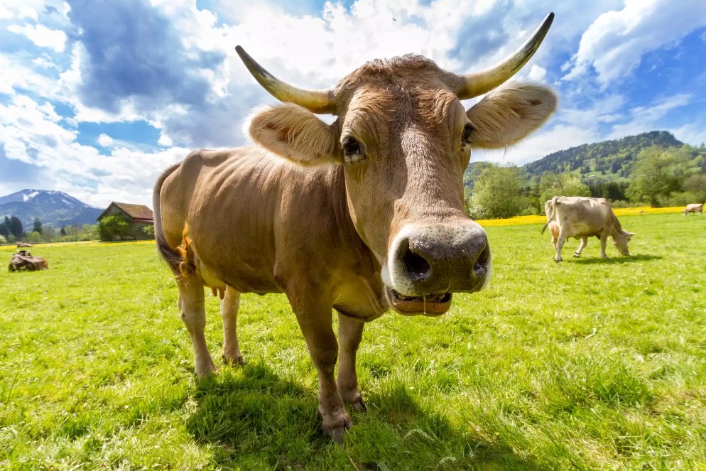 nauticalunless2's tweet image. Vache rouge sur le terrain