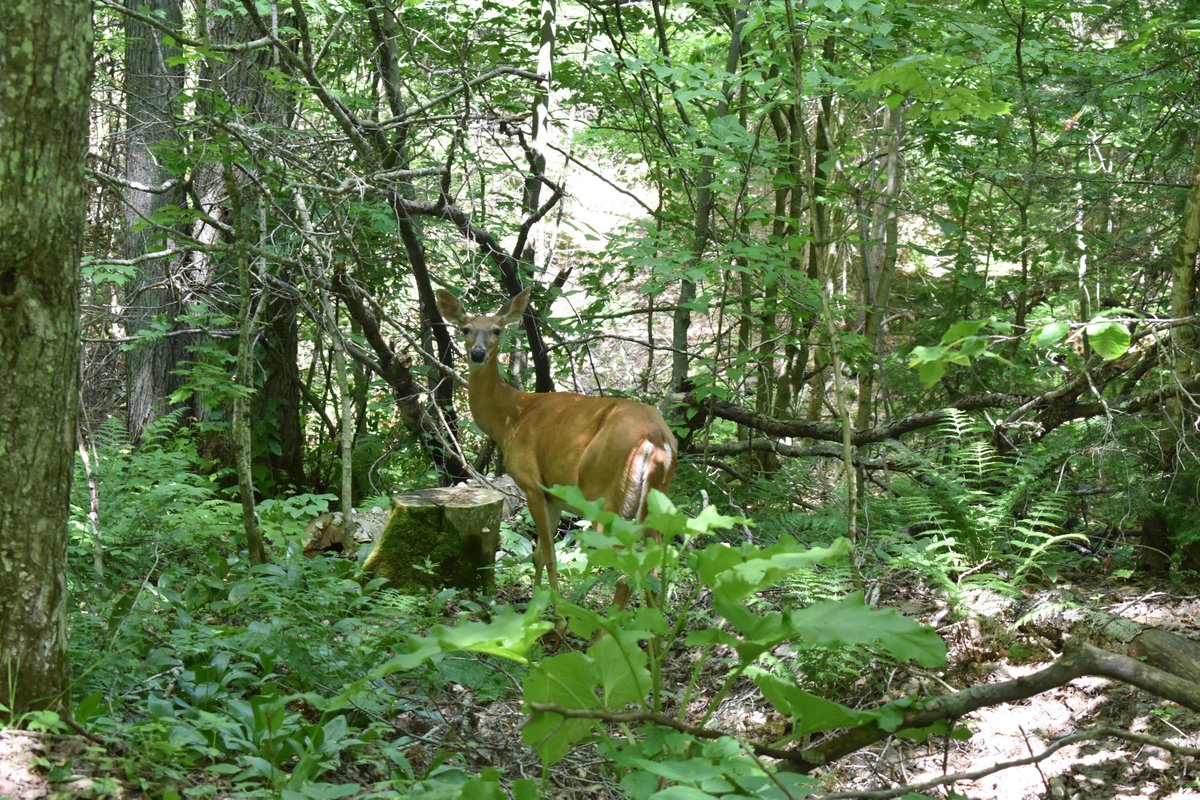 nauticalunless2's tweet image. Cerf dans les bois, Upper Michigan, Nikon D3400