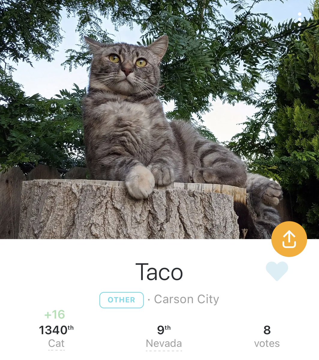 Setsuko_Hitatch's tweet photo. You can vote every 10 minutes. So please keep voting for Cookie and Taco!

Taco
https://t.co/aPwn8I6iKj

Cookie 
https://t.co/3x5k6YGgQz https://t.co/GPXV0op9C5