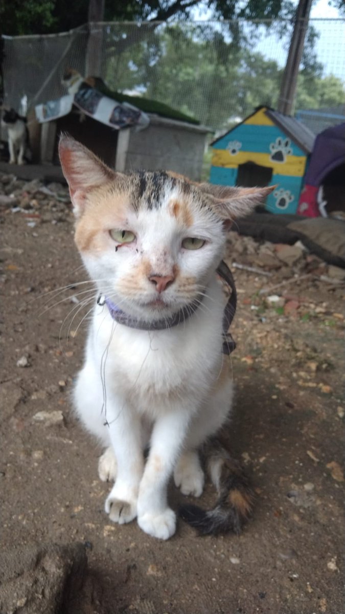 perfetcloudysky's tweet photo. Esa carita triste 💔 si alguien desea adoptarla me envían DM, está esterilizada, merece un hogar. #Cartagena https://t.co/B86WAYzYOU