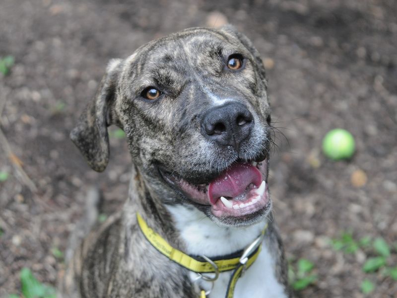 Please retweet to help Lola find a home #CANTERBURY #UK