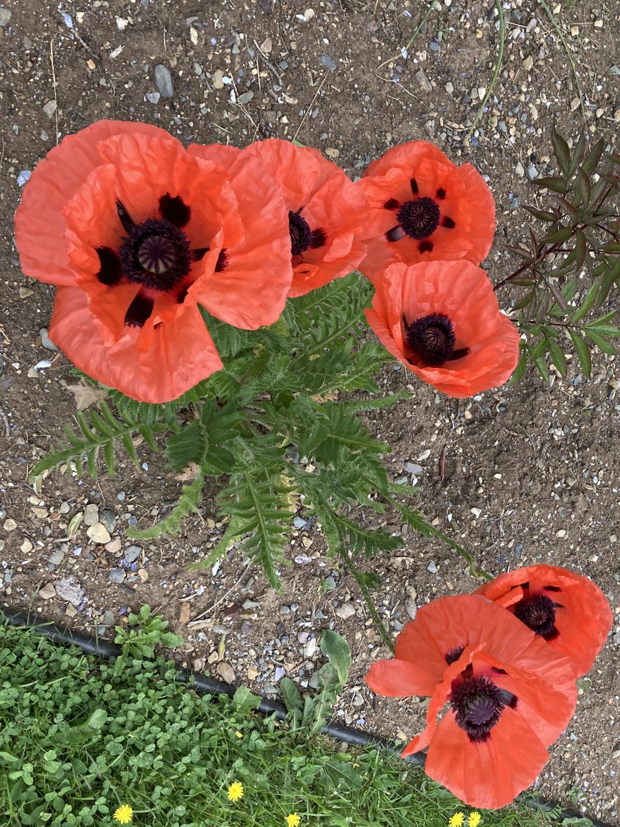 BR_Resident's tweet image. A very nice tribute as a part of the Bay Roberts Community Gardens in the Cross Roads. #LestWeForget