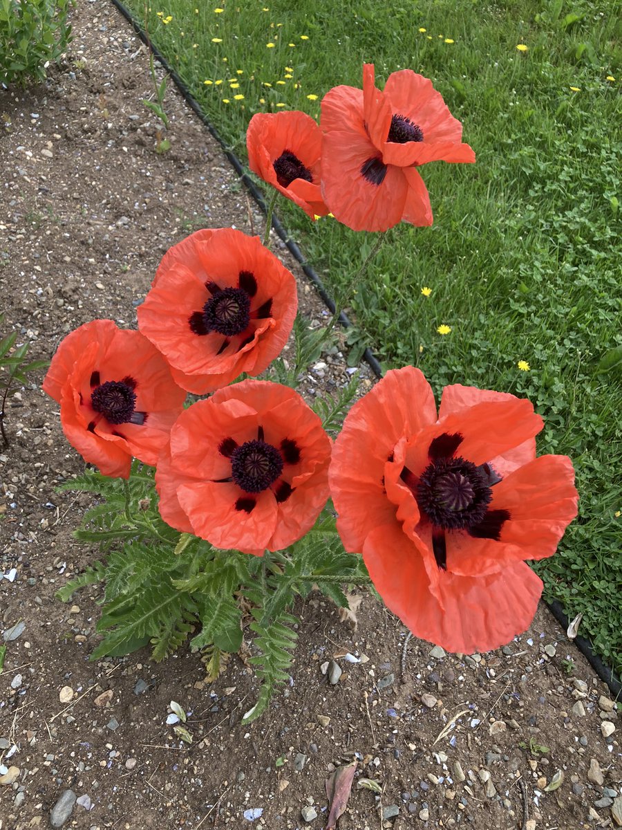 BR_Resident's tweet image. A very nice tribute as a part of the Bay Roberts Community Gardens in the Cross Roads. #LestWeForget