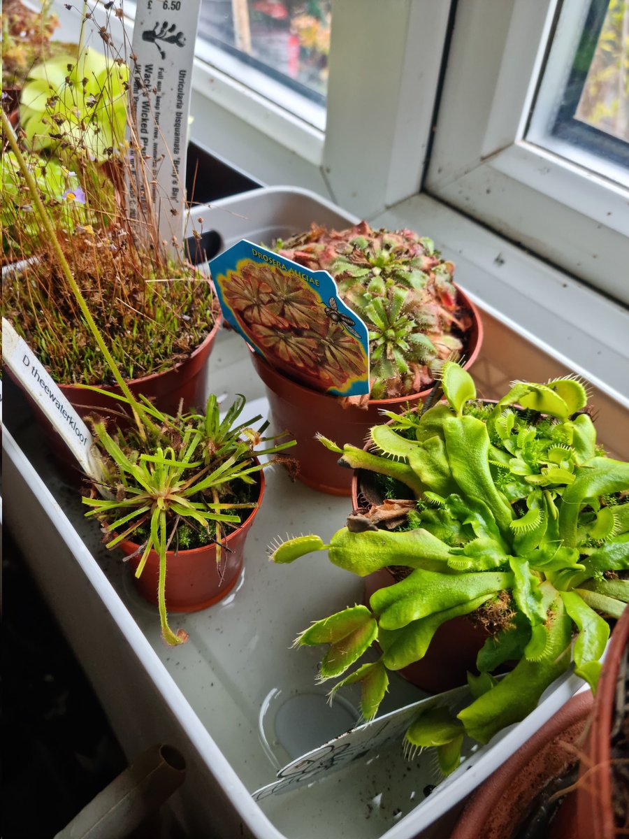Got some new carnivorous plant trays today from <a href="/bmstores/">B&M Stores</a>. My beasties from <a href="/WWickedPlants/">Wacks Wicked Plants</a> are settled into their winter quarters in the unheated utility room.