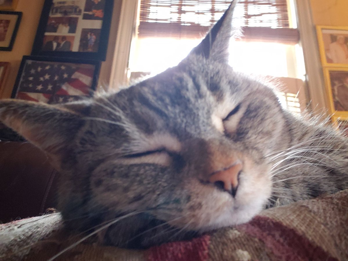 CassieJFox's tweet photo. Another hedonistic #CaturdayNightPawty for Gizzabella. Major #NipNap today. #Caturday #Pawty #PurrentLife #SeniorCatsClub #SouthernBelleFelines #CatsOfTwitter #TabbyCats #Torbie https://t.co/HxUTfKVeXG