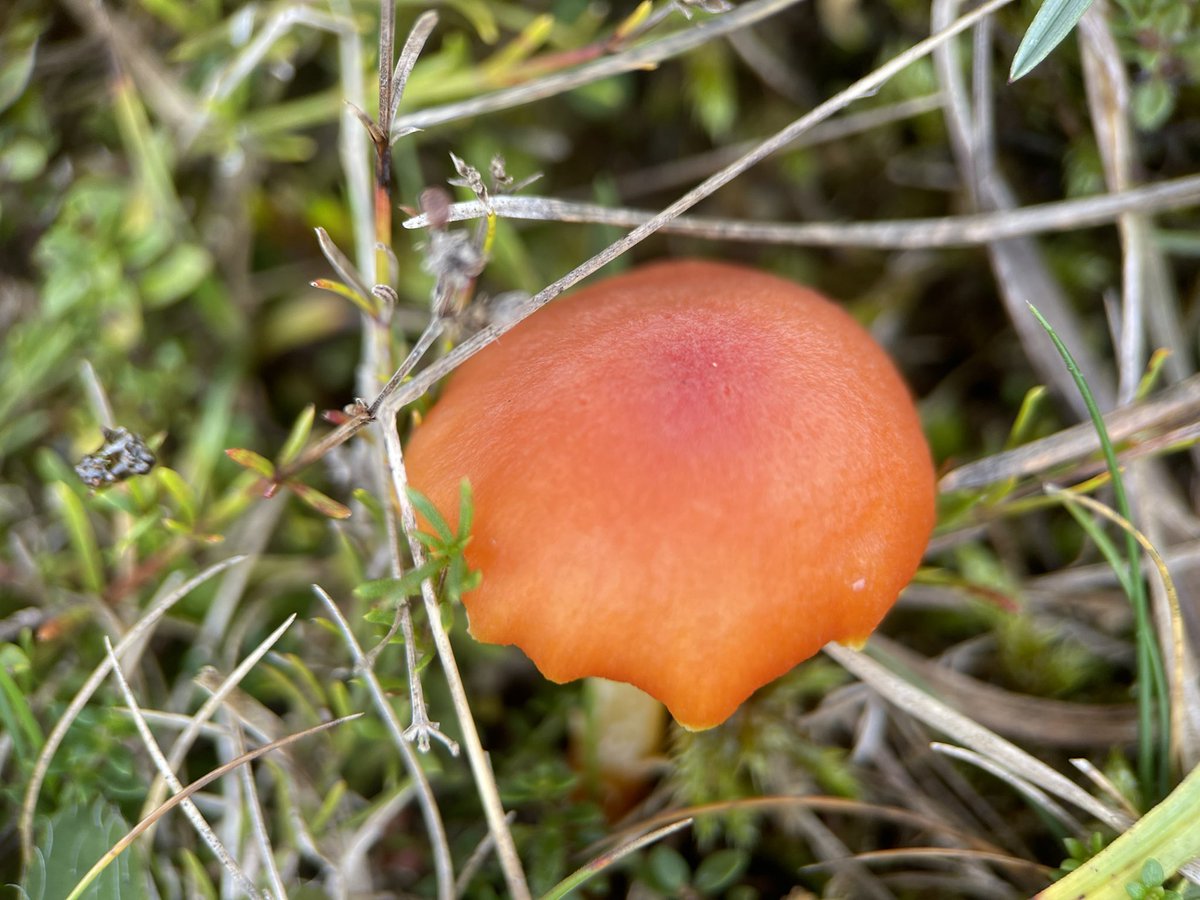 Waxcaps are such cute bright buttons to see, not sure if these are blackening waxcaps? Help if I’d looked at gills too.. @NatureUK