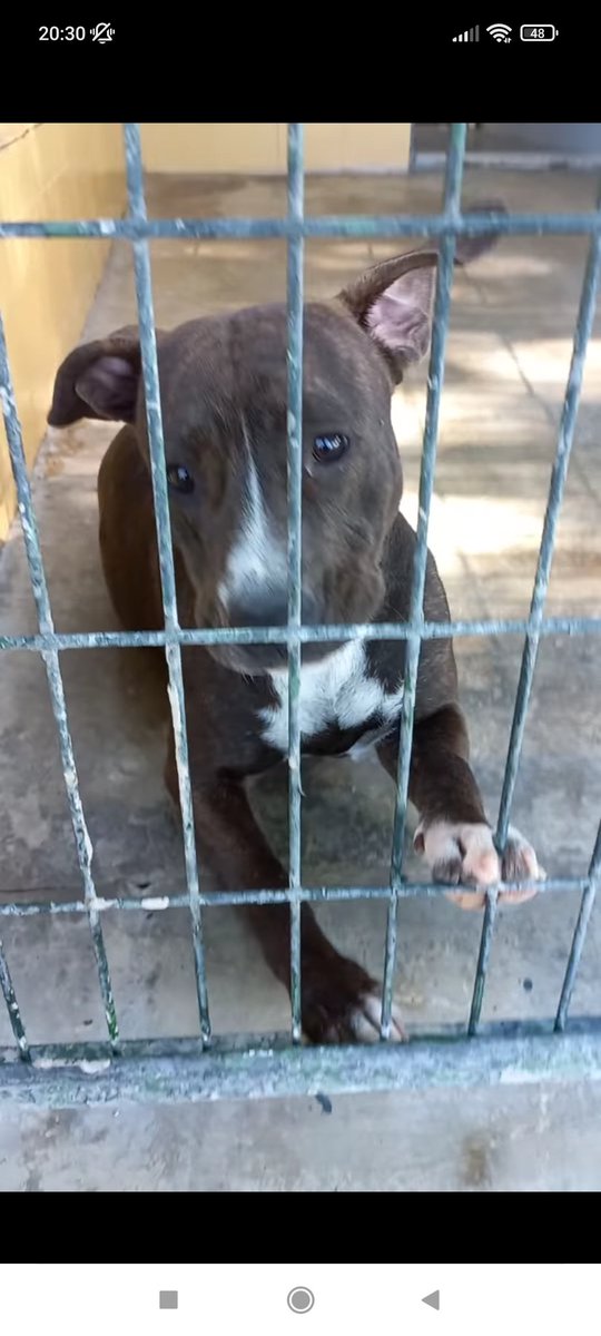 Fresita se aferra a la reja con su patita, a la mano amable, a la vida que no vivirá 😢
Tiene un año, es negrita y ppp 😢💔
Hay tanta ternura en esos ojitos brillantes que cuesta mirarlos sin llorar 😢 
Perrera de Jerez
652 22 11 78
699 73 13 30
