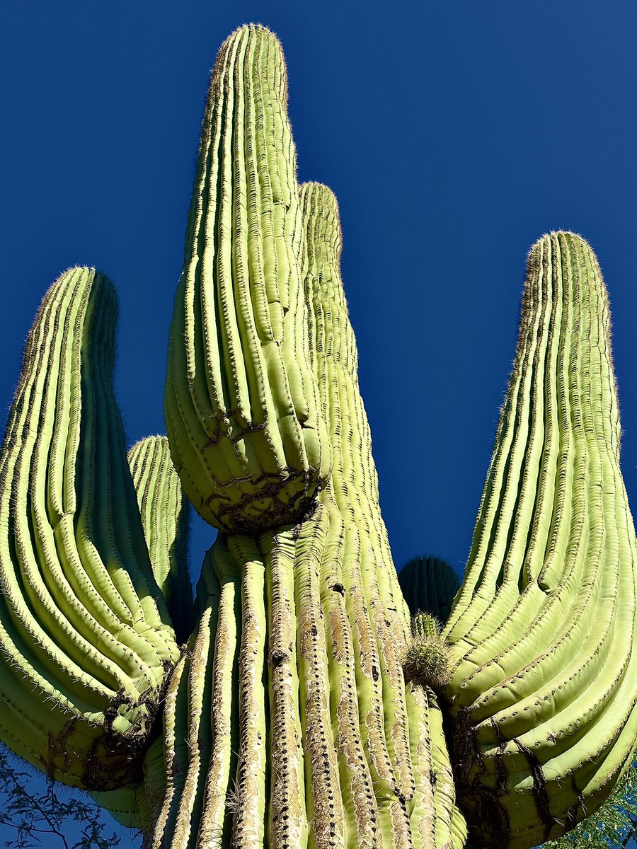 Like, look at this cactus.