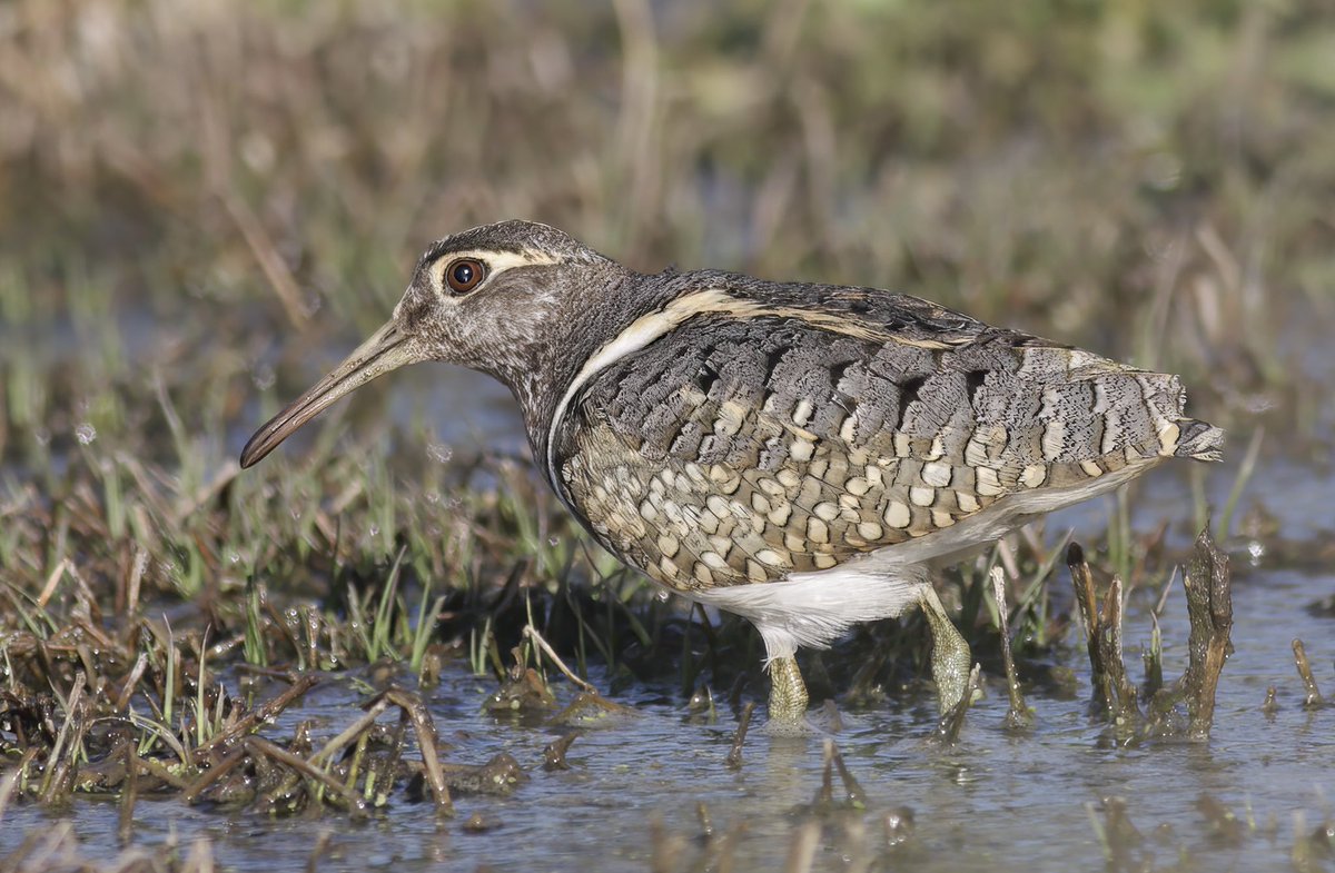 I’m delighted to announce an awesome new project, launching next week. A great team and I are aiming to crowdfund enough to track the endangered Australian Painted-snipe for the first time. Please consider supporting us and spreading the word. @TrackingAPSnipe 📸 @leo_qbn