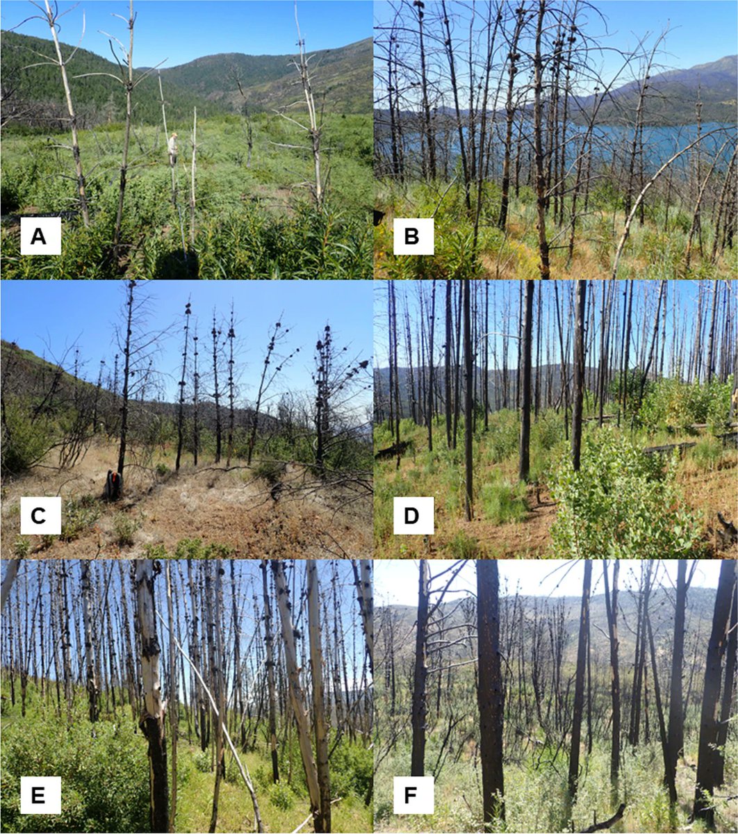 New in @fireecology!🌲🔥 Post-fire tree regeneration decreases sharply w/ short intervals btwn fires for #serotinous #knobcone pine. 2 orders of magnitude between 30+ yr vs 6 yr intervals fireecology.springeropen.com/articles/10.11… Led by @michelle_agne w/ @joe__fontaine +N. Enright #HarveyLab 1/3