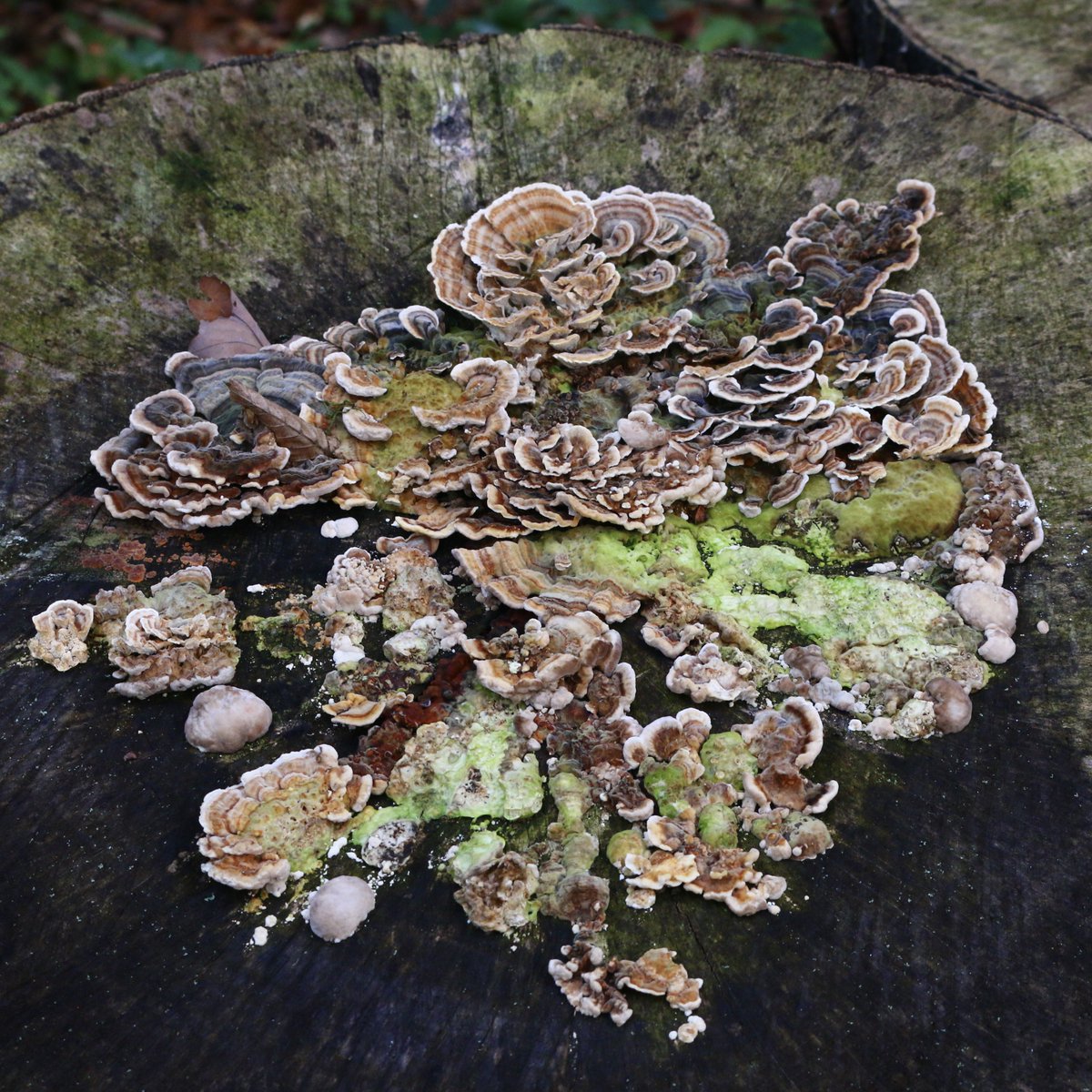 Impressionist painting by Trametes …

Guess how many intermingled individuals of Trametes versicolore and Trametes gibbosa are fruiting on this beech stump?