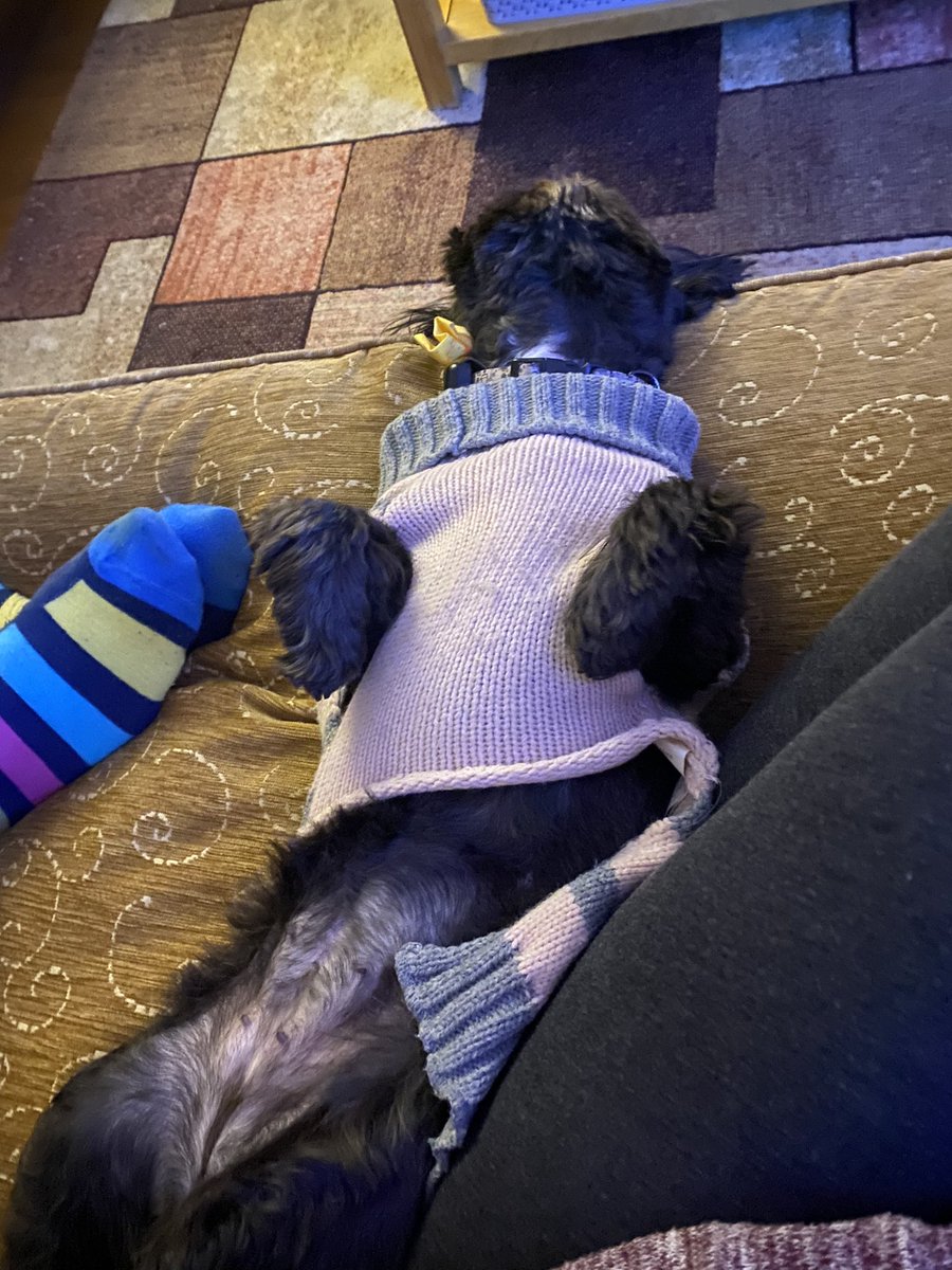 fayewhittaker's tweet photo. When you go round someone’s house with heating on… 🐾 @PJonHar https://t.co/v0jNI53MxC