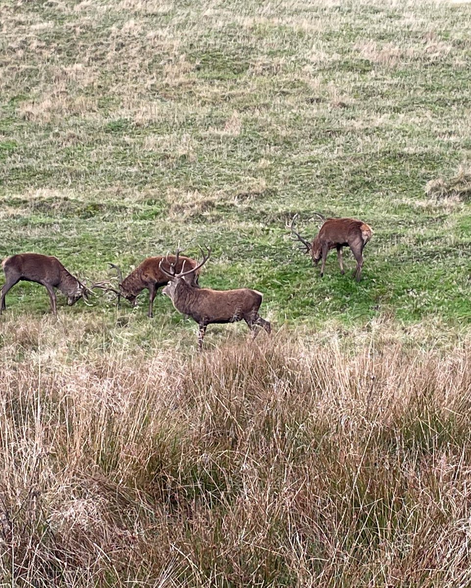 _SuziClark's tweet photo. Went for a stag-geringly good walk this morning! 🦌 https://t.co/CfKiIl27uN