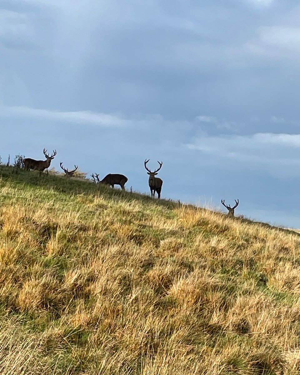 _SuziClark's tweet photo. Went for a stag-geringly good walk this morning! 🦌 https://t.co/CfKiIl27uN