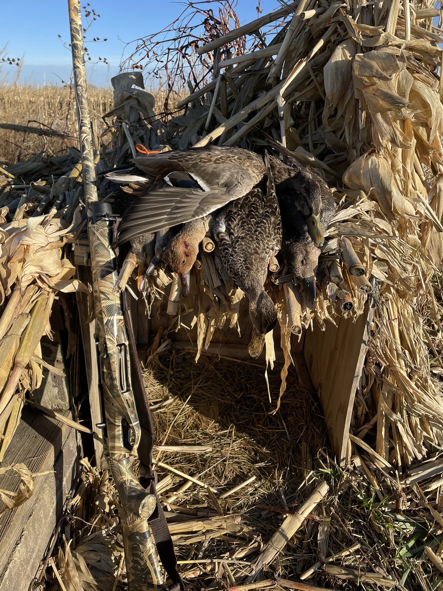 ColinP_Ag's tweet photo. Weather hasn’t changed a ton, but I had a hunch. THEY ARE HERE! Good little 60-minute limit with a rare visitor to kick off Sunday. #Duck22 #PureDuck https://t.co/WF0VuW4iTM
