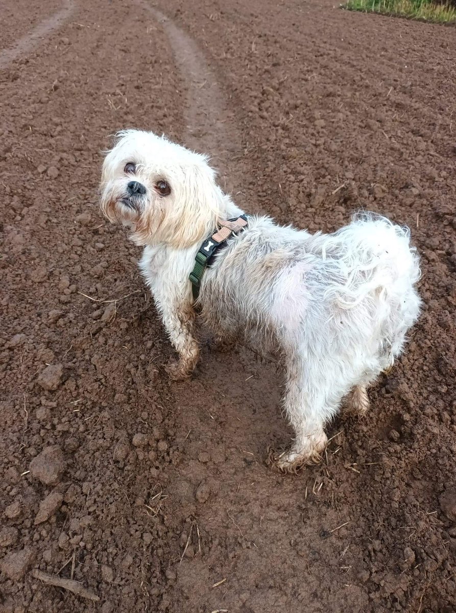 A very muddy 4 miles 🐶😊