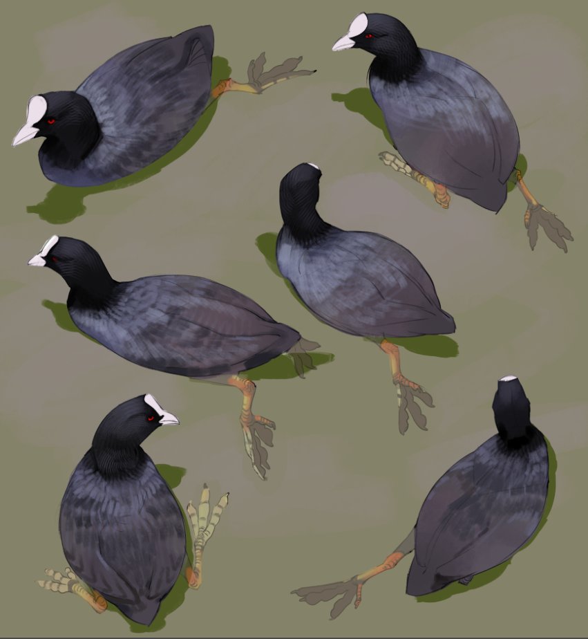 Some field sketches of a Coot swimming in calm, slightly clear water. Love seeing their beautiful coloured feet!