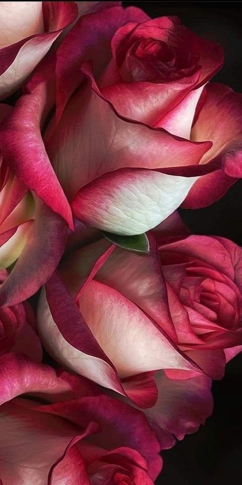 annablu70's tweet photo. Una rosa per ogni parte di me che in passato non ho saputo rispettare ed amare pur di compiacere gli altri. Questa fragranza non mi abbandonerà più perché ora finalmente mi sono perdonata per aver capito  come sono e quanto mi voglio bene.🌹❤️ #soloperme #mifacciounregalo https://t.co/ljZb127kCE