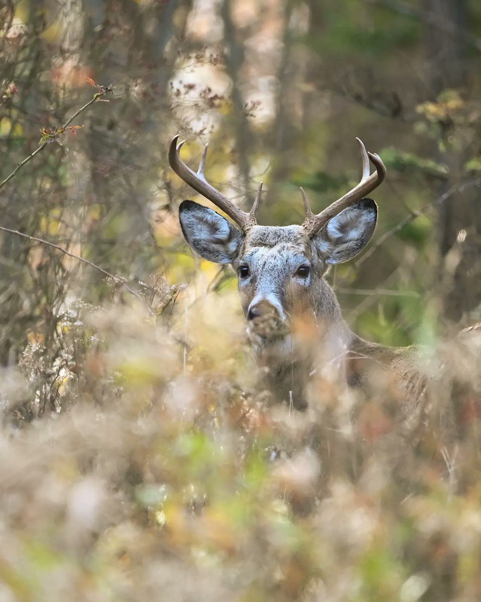 olimoormanphoto's tweet photo. Buck walking through the woods in Dundas Valley #wildlifephotography #sharecangeo #wildlife #hamilton #hamont #hamiltonnature #deer #whitetailbuck #dundasvalley #nikon #canada #canadianwildlife #discoveron #nikond780 #naturelover #nature https://t.co/KGA0Yk74eS